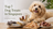 Top 7 Dog Treats in Singapore (2026 Buyer’s Guide)