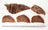 Close-up of Air Dried Camel Jerky showing the natural texture of this novel protein dog treats. High protein, naturally low cholesterol, a healthy air-dried treat from Michinoku Farm Japan
