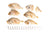 Close-up of Air Dried Mamedai Small Sea Bream showing the natural texture of this mackerel dog treats. Rich in taurine, DHA and EPA, a healthy air-dried treat from Michinoku Farm Japan